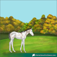 Horse Color:White Spotted Bay Dun Splash Rabicano 