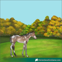 Horse Color:White Spotted Brown Dun Rabicano