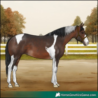 Horse Color:White Spotted Brown Tobiano 