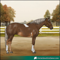 Horse Color:Chocolate Palomino Tobiano 