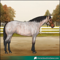 Horse Color:Brown Roan 