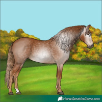Horse Color:Gray Chestnut 