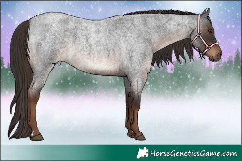 Horse Color:Liver Red Roan Rabicano