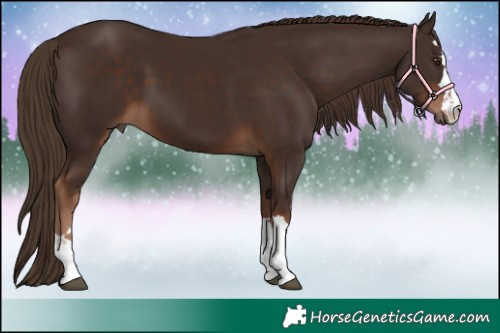 Horse Color:Liver Chestnut 