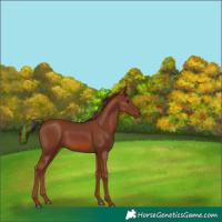 Horse Color:Painted Chestnut