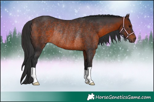 Horse Color:Brown Rabicano 
