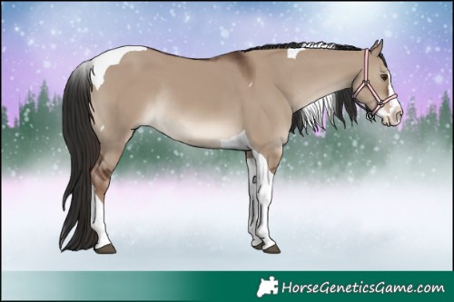 Horse Color:Liver Red Dun Splash Tobiano Rabicano