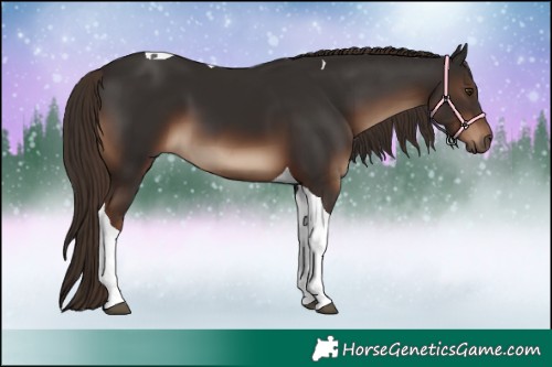 Horse Color:Liver Chestnut Tobiano 
