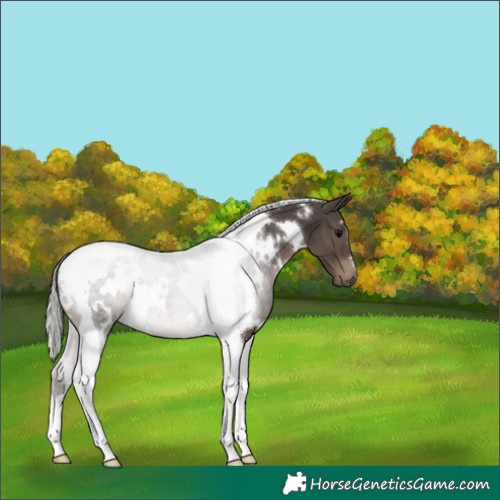 Horse Color:White Spotted Silver Black Tobiano 
