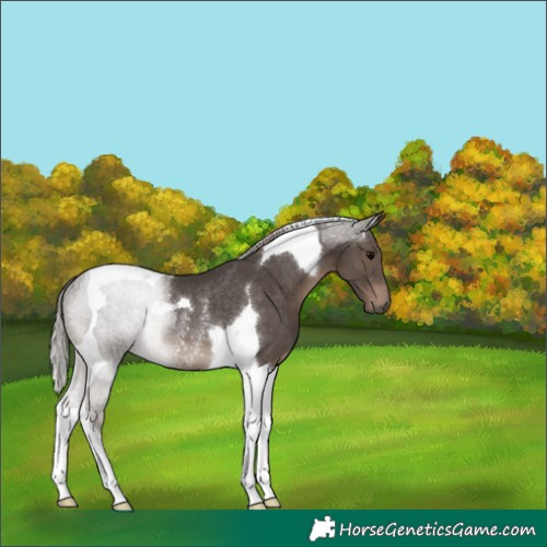 Horse Color:Silver Black Tobiano Rabicano 