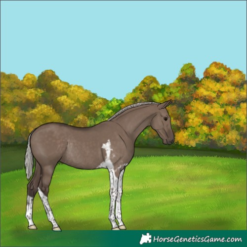 Horse Color:Silver Grullo Tobiano Rabicano 