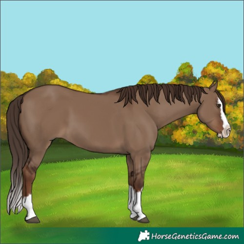 Horse Color:Liver Red Dun Splash
