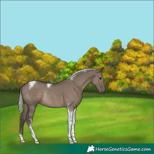 Horse Color:Silver Grullo Tobiano Rabicano 