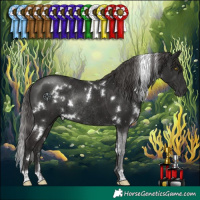 Horse Color:White Spotted Liver Chestnut Rabicano 