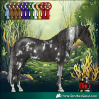 Horse Color:White Spotted Liver Chestnut Rabicano