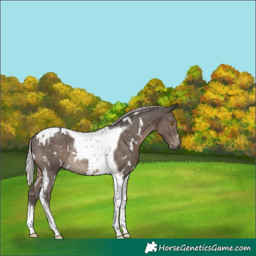Horse Color:White Spotted Silver Black Tobiano Rabicano 
