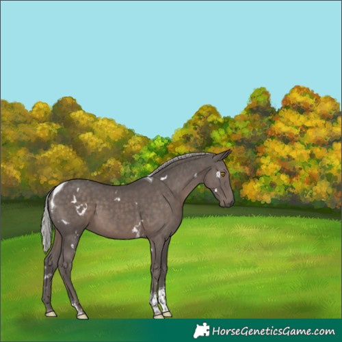 Horse Color:White Spotted Silver Black Tobiano 