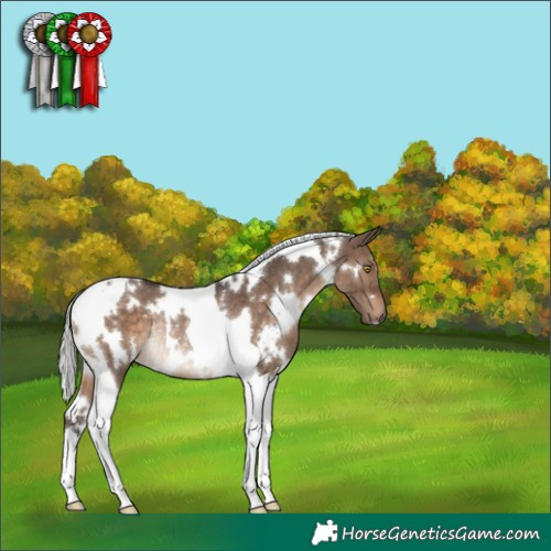 Horse Color:White Spotted Silver Brown Dun Tobiano Rabicano 