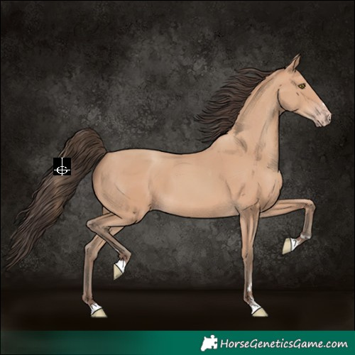 Horse Color:Amber Champagne