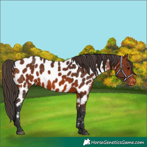Horse Color:Bay Appaloosa 