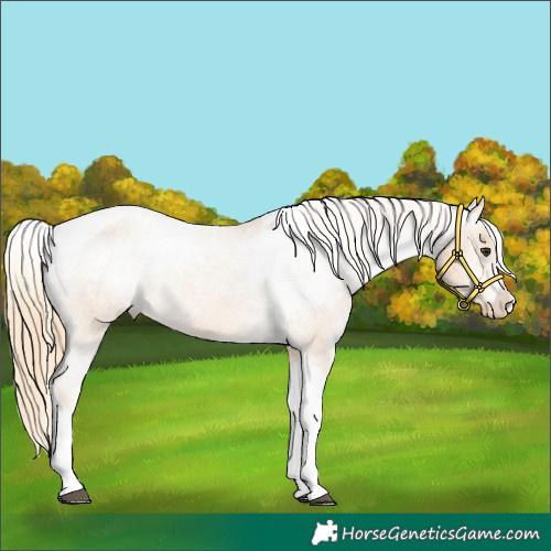 Horse Color:Chestnut Tobiano Appaloosa 