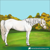 Horse Color:Chestnut Tobiano Appaloosa