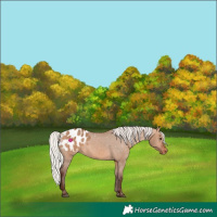 Horse Color:Silver Brown Dun Appaloosa