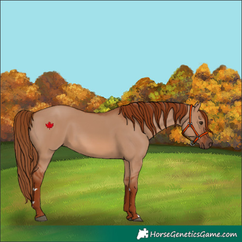 Horse Color:Red Dun