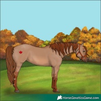 Horse Color:Red Dun 