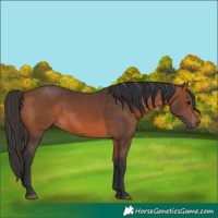 Horse Color:Bay 