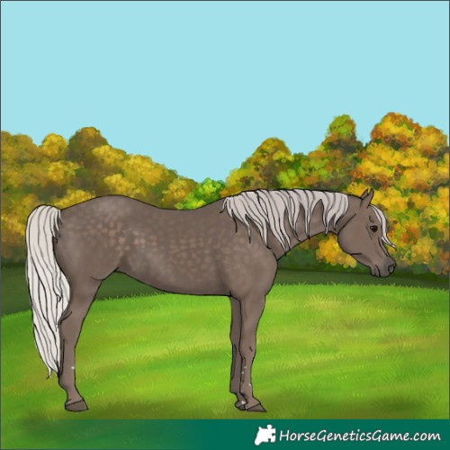 Horse Color:Silver Black 