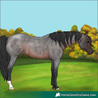 Horse Color:Brown Roan