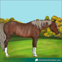 Horse Color:Liver Chestnut Rabicano