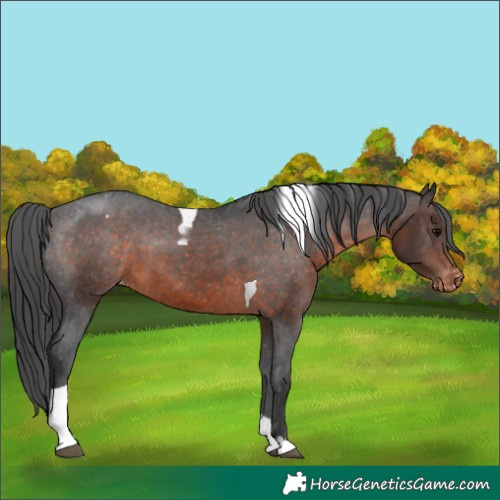 Horse Color:Brown Tobiano Appaloosa 
