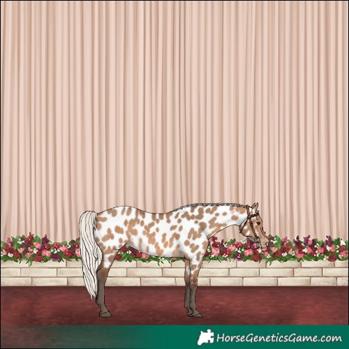 Horse Color:Silver Brown Dun Near Leopard 