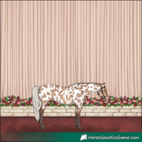 Horse Color:Silver Brown Dun Near Leopard 