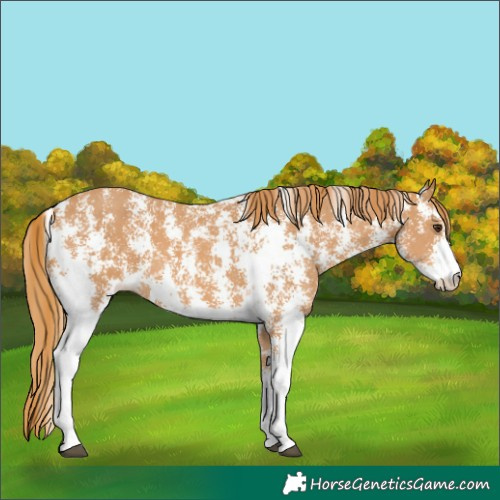 Horse Color:Chestnut Sabino