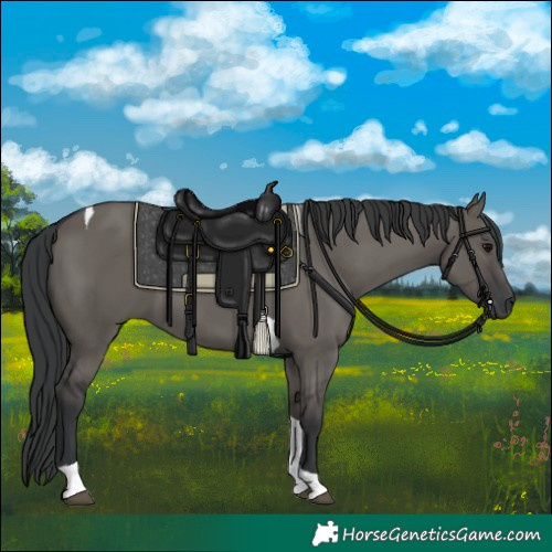 Horse Color:Grullo Tobiano 