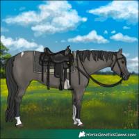 Horse Color:Grullo Tobiano