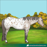 Horse Color:Brown Dun Appaloosa 