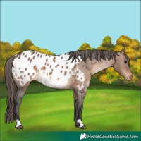 Horse Color:Brown Dun Appaloosa 
