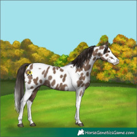 Horse Color:Liver Red Dun Splash Tobiano Appaloosa Rabicano