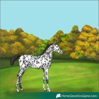Horse Color:Black Appaloosa 