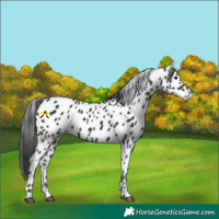 Horse Color:Black Appaloosa 