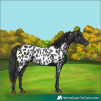 Horse Color:Black Appaloosa 
