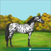 Horse Color:Black Appaloosa 
