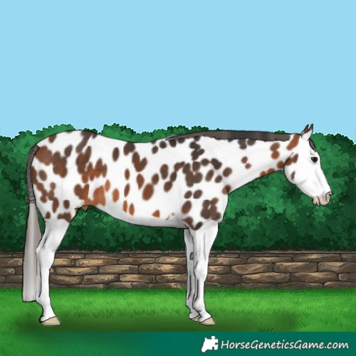 Horse Color:Bay Splash Appaloosa 