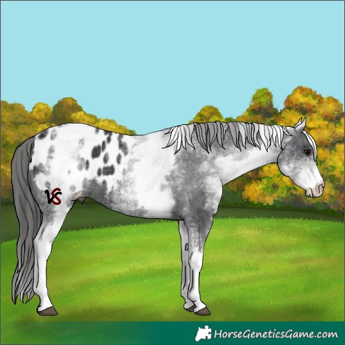 Horse Color:White Spotted Black Appaloosa