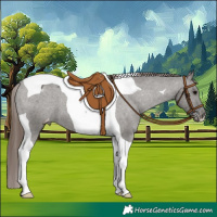 Horse Color:Grullo Tobiano Varnish