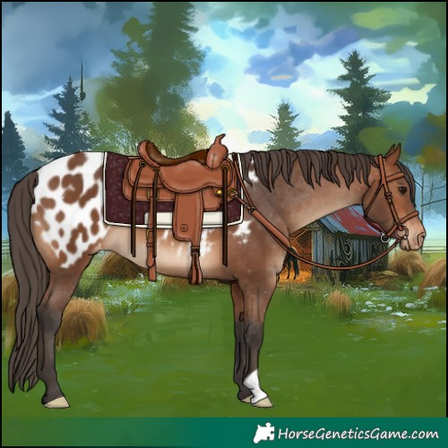 Horse Color:Bay Near Leopard 